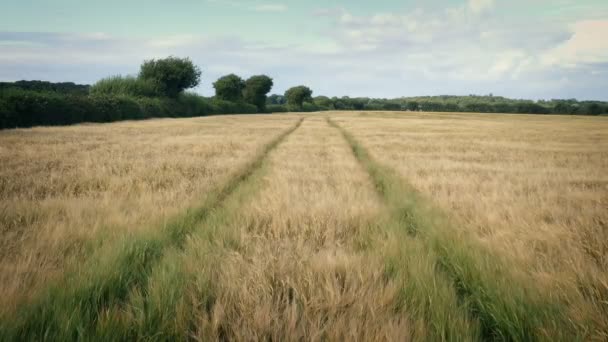Tracks Corn Field Sunny Day — Stock Video