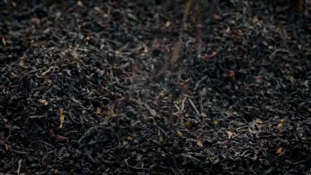 Black Tea Leaves Pouring Pile — Stock Video