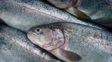 Çiğ balık Closeup döndürme