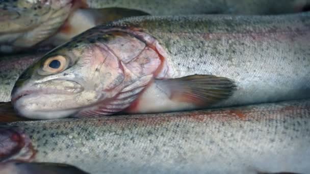 Raw Fish Rotating Closeup — Stock Video