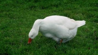 Çevresinde kaz malzeme çekme alanı