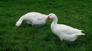 Çevresinde çiftlikte gagalamayı kaz