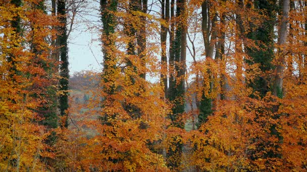 Barevné Stromy Podzim — Stock video