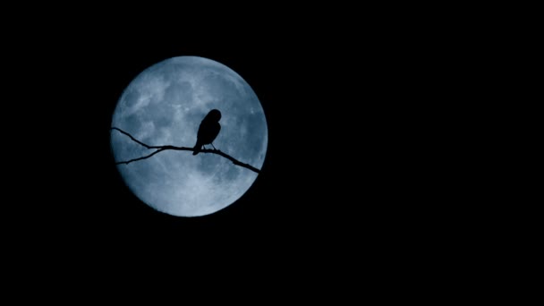 Vogel Auf Ast Fliegt Bei Vollmond Davon — Stockvideo