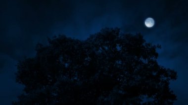 Geceleri esintiyle meşe ağacı