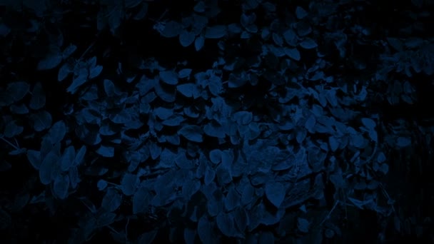 夜の草に覆われた岩の表面を渡す — ストック動画