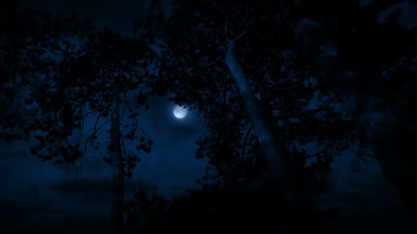 Grands arbres dans le vent la nuit 