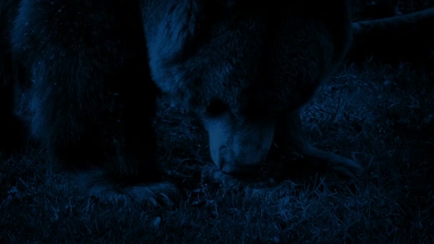 Αρκούδα Τρώει Στο Closeup Νύχτα — Αρχείο Βίντεο