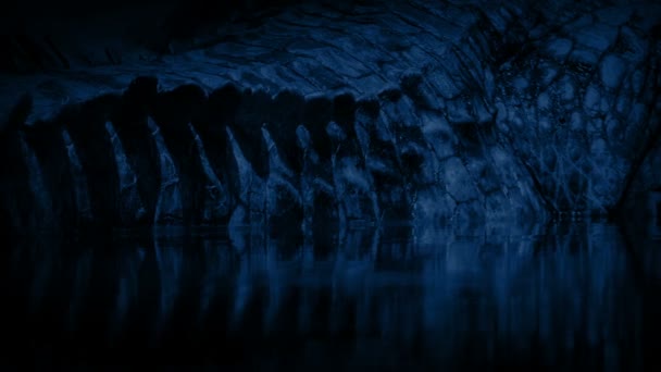 Cauda Crocodilo Submersa Noite — Vídeo de Stock