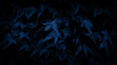 Geçen Ivy ağaç geceleri kaplı.