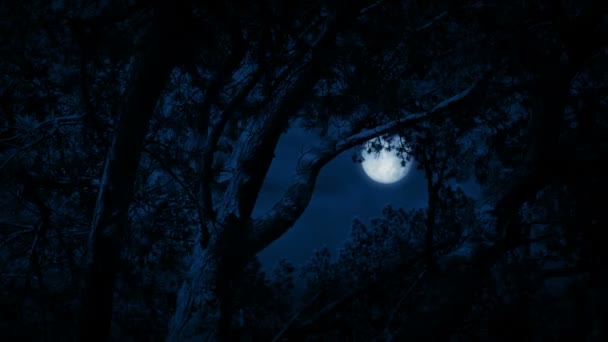 Drzew Framing Niebo Księżyc Nocy — Wideo stockowe