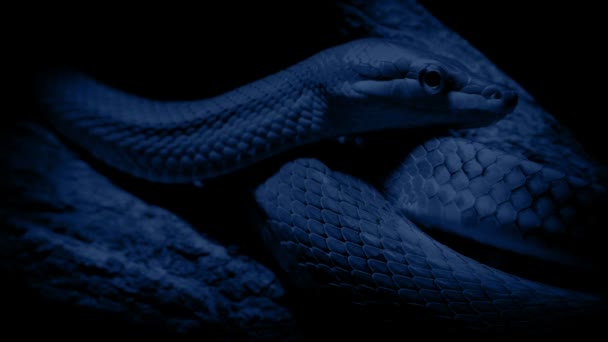 Tree Snake Felle Night — стоковое видео