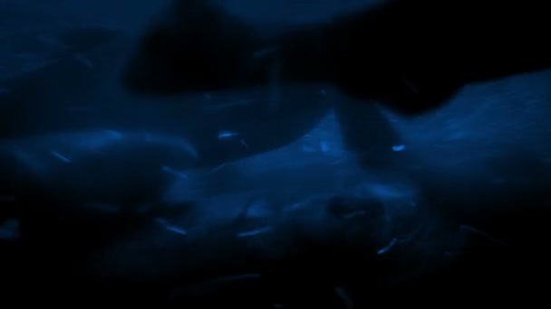 Αμέτρητες Ψάρια Κολύμπι Νύχτα — Αρχείο Βίντεο