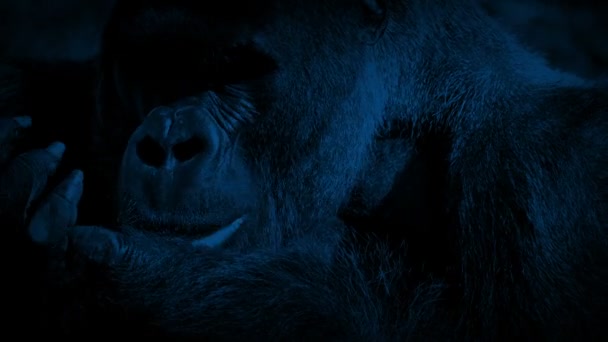 Gorila Silverback Comendo Selva Noturna — Vídeo de Stock