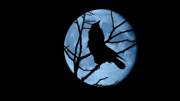 Les Oiseaux Envolent Des Branches Devant Pleine Lune — Video