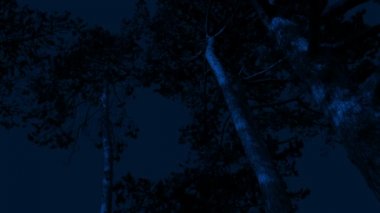 Uzun boylu ağaçlar güçlü rüzgarda geceleri hareket etme