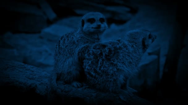 Συνωστισμός Meerkats Μαζί Νύχτα — Αρχείο Βίντεο