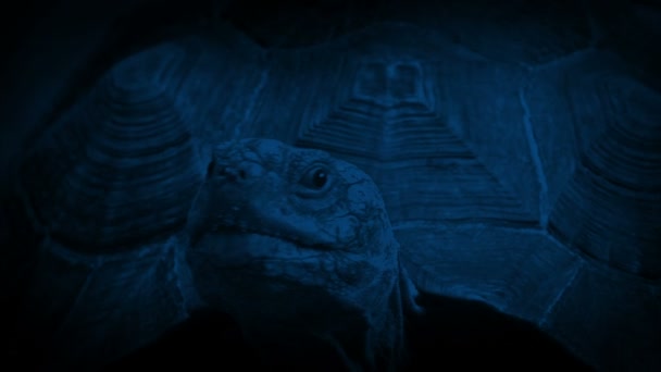 Χελώνα Κοιτάζει Γύρω Στο Σκοτάδι — Αρχείο Βίντεο