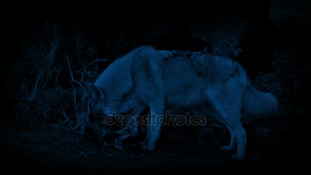 Lobos Vasculhar Lixo Noite — Vídeo de Stock