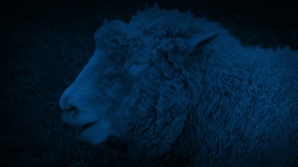 Sheep Chewing Grass Field Night — Stock Video