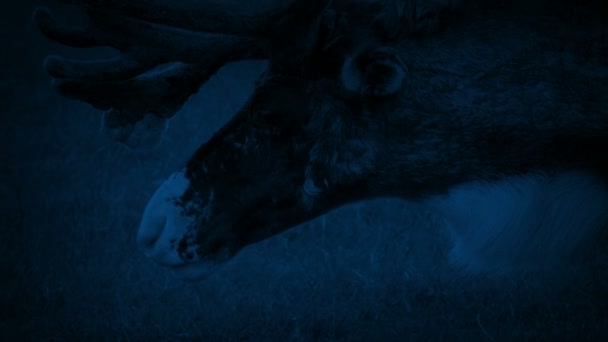 Pâturage de rennes la nuit 