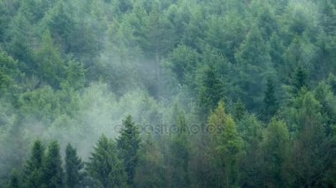 Misty orman manzara ile yağmur düştü