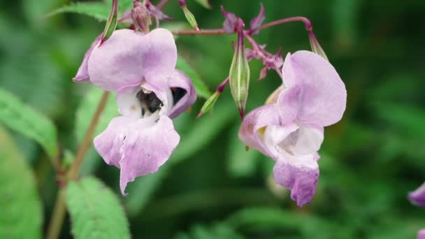 Biene Kommt Aus Rosa Blüte Und Fliegt Davon — Stockvideo