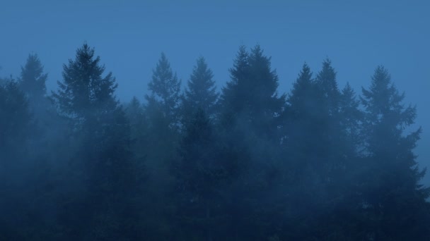 Δάσος Δέντρα Σιλουέτες Στην Ομίχλη — Αρχείο Βίντεο