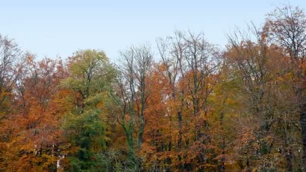 Passing Woodland Осенний Сезон — стоковое видео