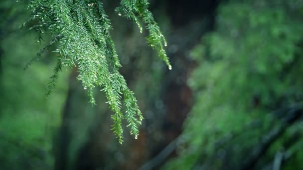 森林降水中的树枝滴水 — 图库视频影像
