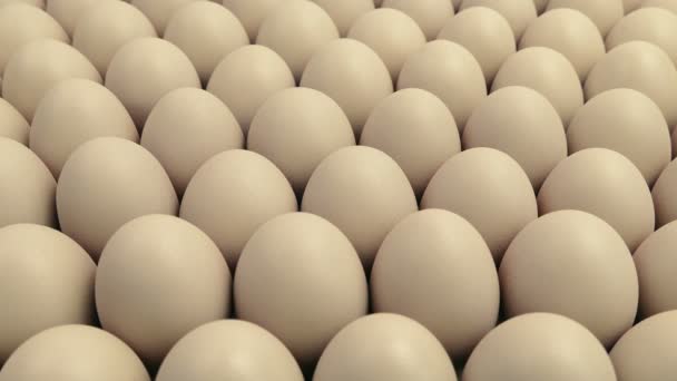 Passing Eggs Commercial Farming — Stock Video