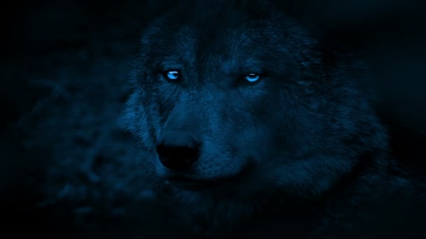 Wolf Vue Côté Avec Les Yeux Brillants Dans Noir — Video