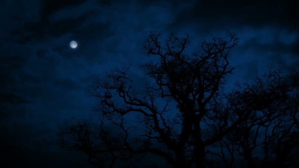 Grand Arbre Sous Pleine Lune — Video