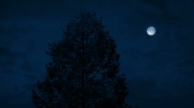 Büyük ağaç rüzgarlı gecede