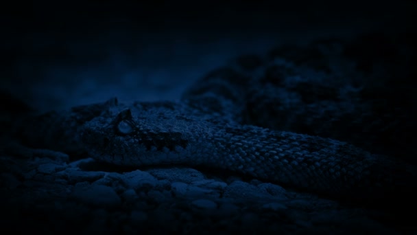 Гремучая Змея Ночью Крупный План — стоковое видео