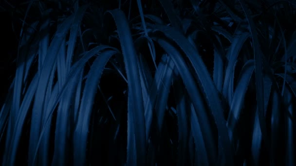 Passando Plantas Spiky Selva Noite — Vídeo de Stock