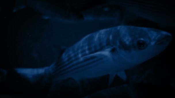 Spousta Ryb Plavání Noci — Stock video