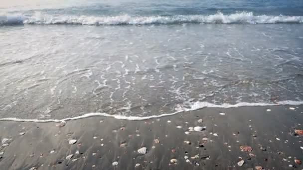Movendo Para Baixo Para Costa Mar Com Muitas Conchas — Vídeo de Stock