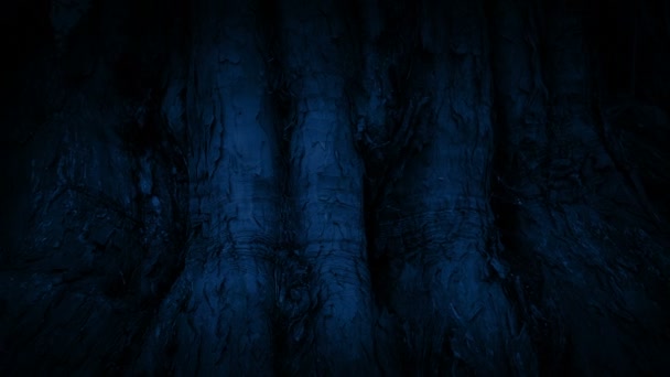 在夜里通过巨大的老树干 — 图库视频影像