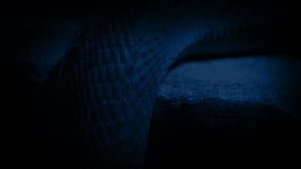 Serpente Deslizante Closeup Noite — Vídeo de Stock