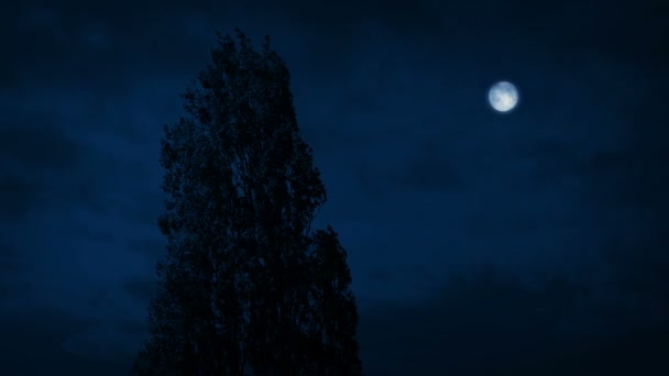 Високе Дерево Світить Вночі — стокове відео