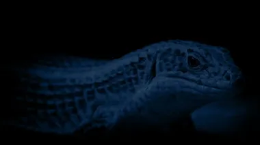 Kertenkele geceleri mağara