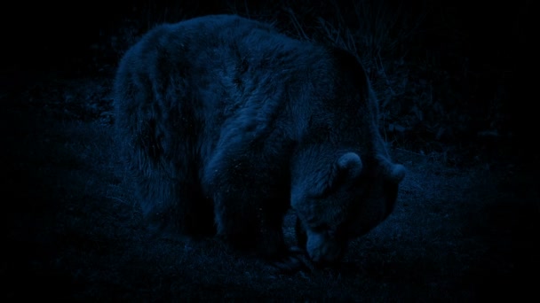 Urso Comer Noite — Vídeo de Stock