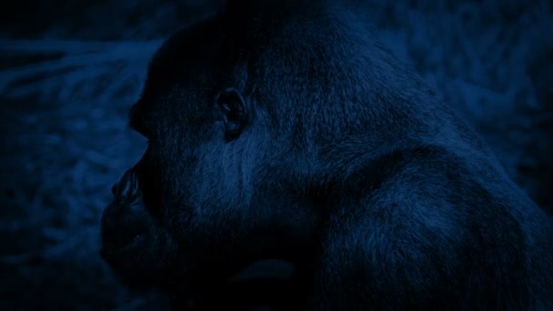 Gorilla Frisst Nachts — Stockvideo