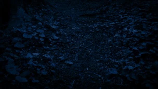 夜移動過去の木の根 — ストック動画