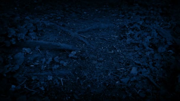 夜间在森林小径上移动 — 图库视频影像