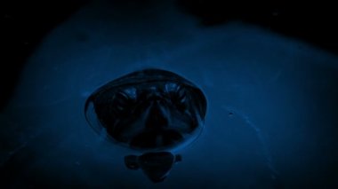 Geceleri su içerisinde yüzen terrapin
