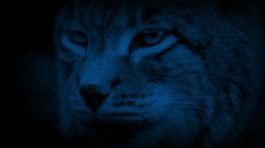 Büyük kedi Lynx geceleri