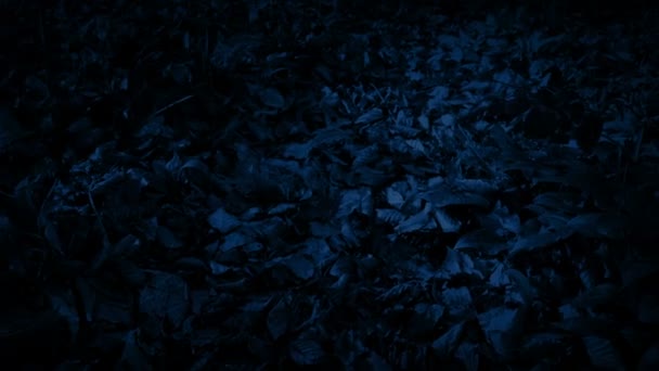 暗闇の中で森林の植物の上に移動 — ストック動画
