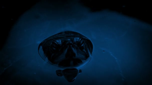 Terrapin Flottant Dans Eau Nuit — Video